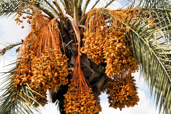 ТIабигIятла дармунти