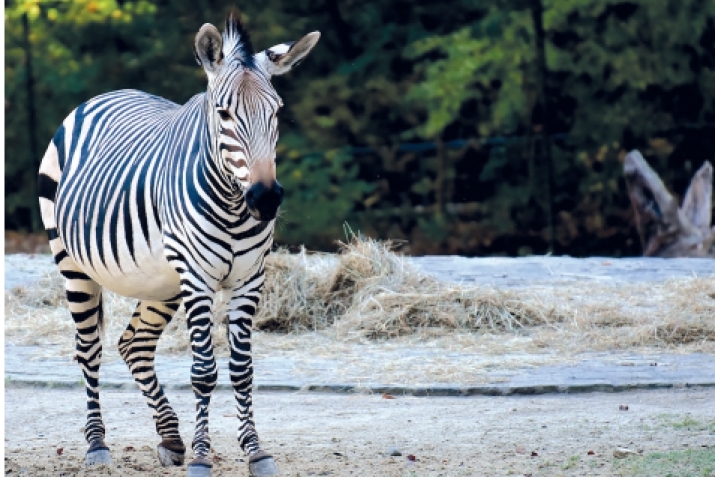 ХIикматаб хIайван