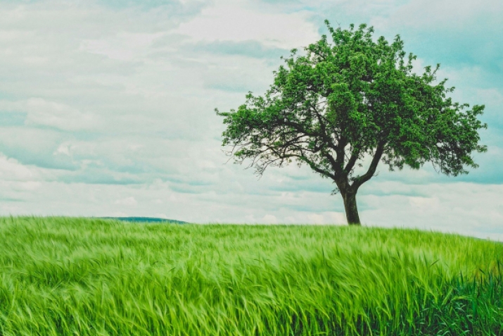 Неден берекет къача?