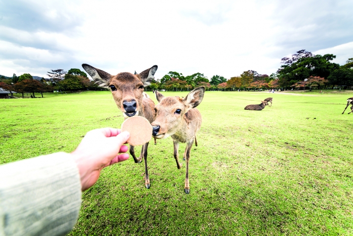 Къыйнамагъыз оланы!