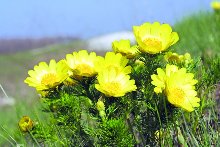 Тәбиғәтте һаҡлау – ғибәҙәттер