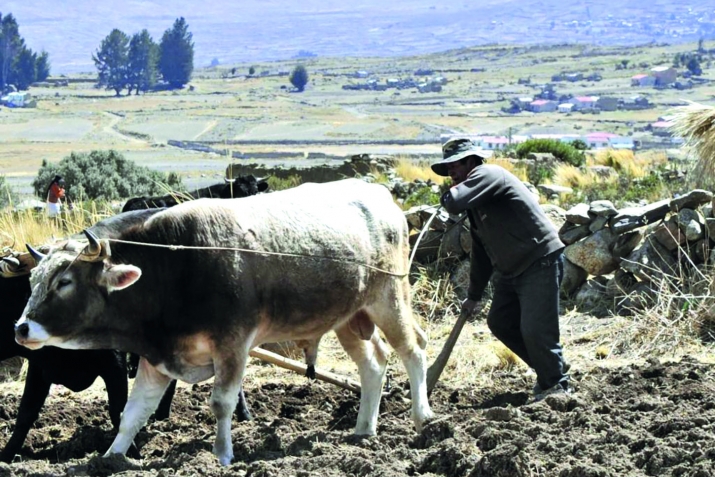 ЗахIмат бихьичIого рахIат букIунаро