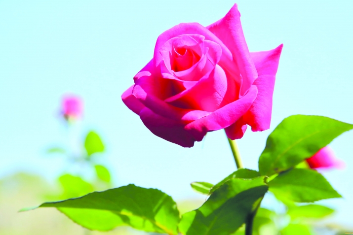 Һөвлә бинт Һаким