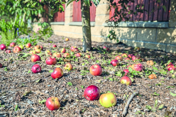 Суалазе жавабал кьуна имам Шафигiил мазгьабалда рекъон