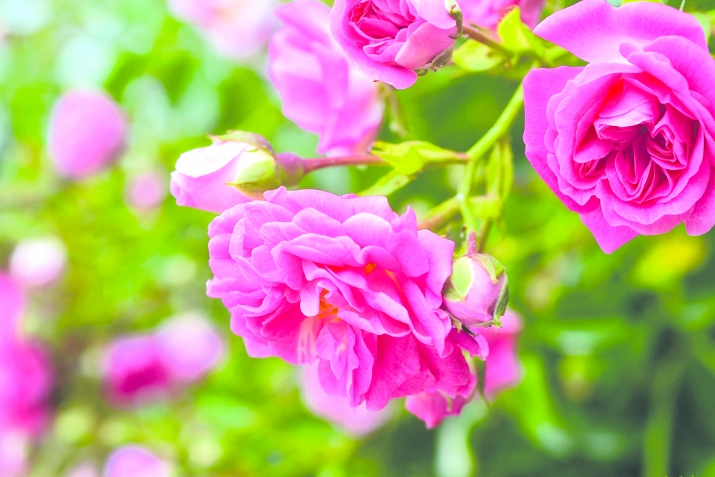 Һөвлә бинт Һаким