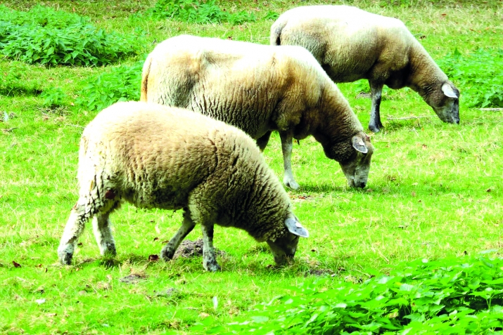 Кьурбан-Байрам ГIид аль-АдхIа