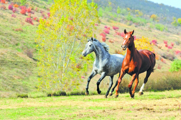 Ххаллилсса хIайван