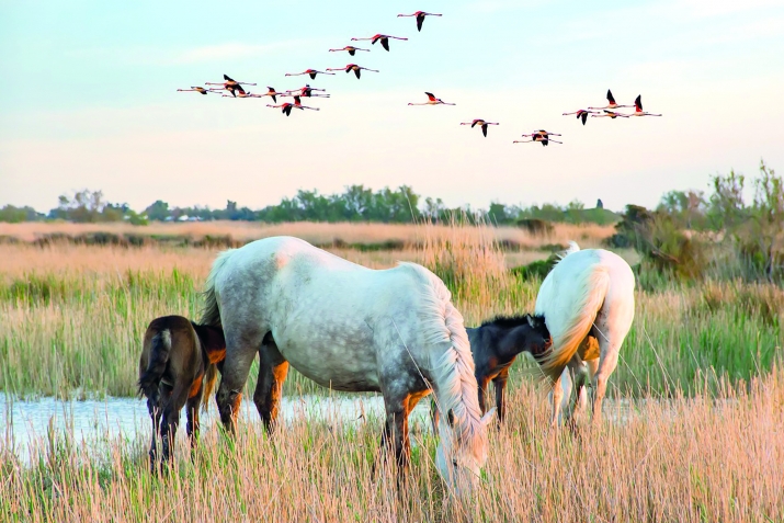 ГьитIинабго насихIат