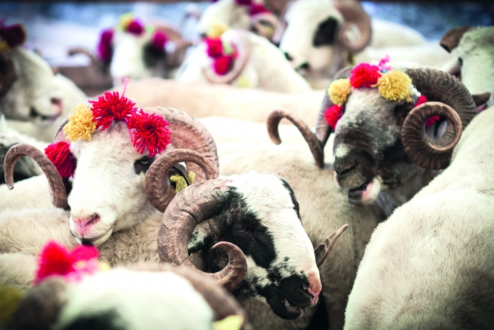 Мусурманрин зурба сувар