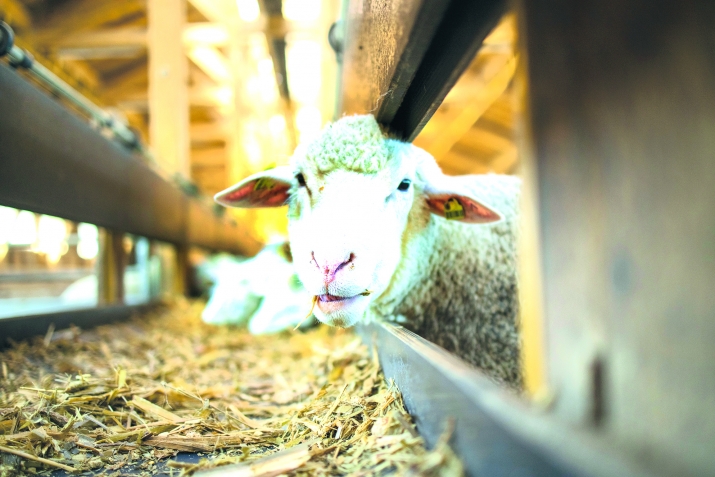 Суалазе жавабал кьуна имам Шафигiил мазгьабалда рекъон