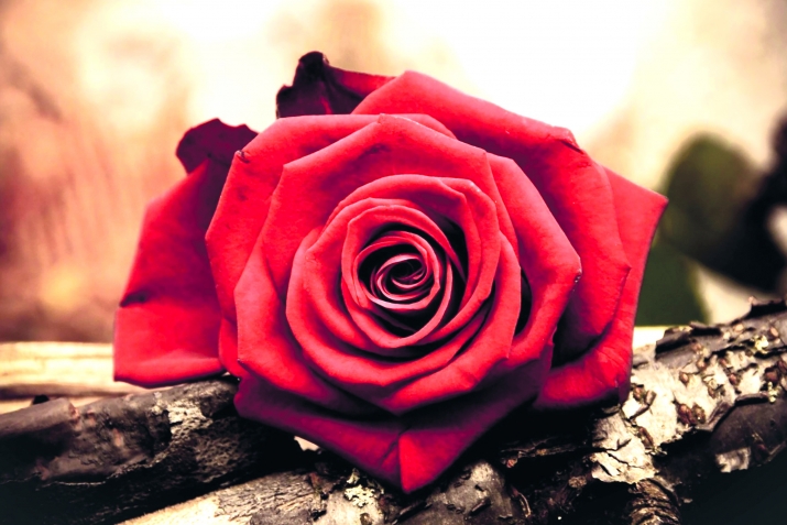 Әр-Рүбәјји бинт Мүавиз