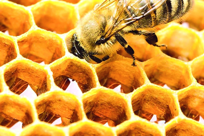 Honey kills bacteria that resist antibiotics