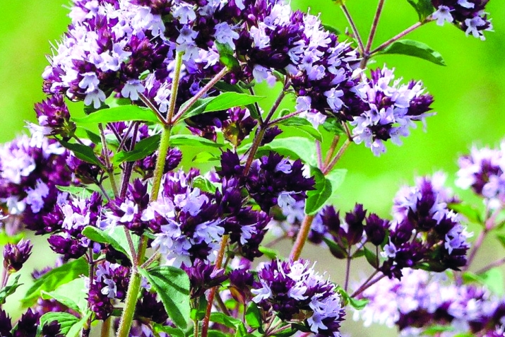 Коронавируcҡа ҡаршы дарыу үләндәре