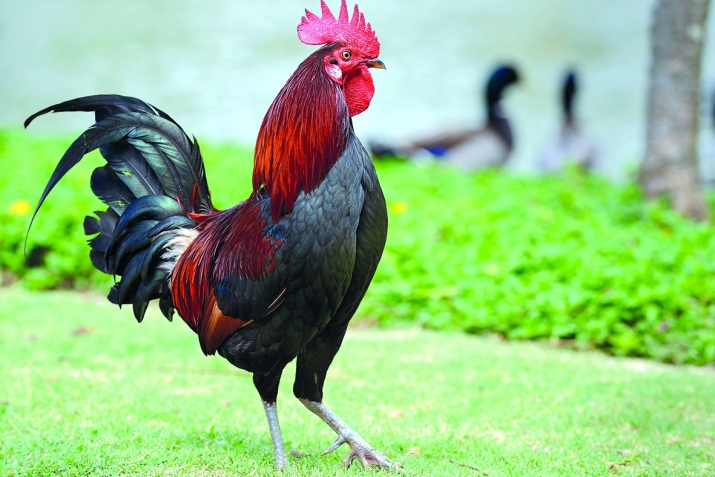 Лелуххантрал баян