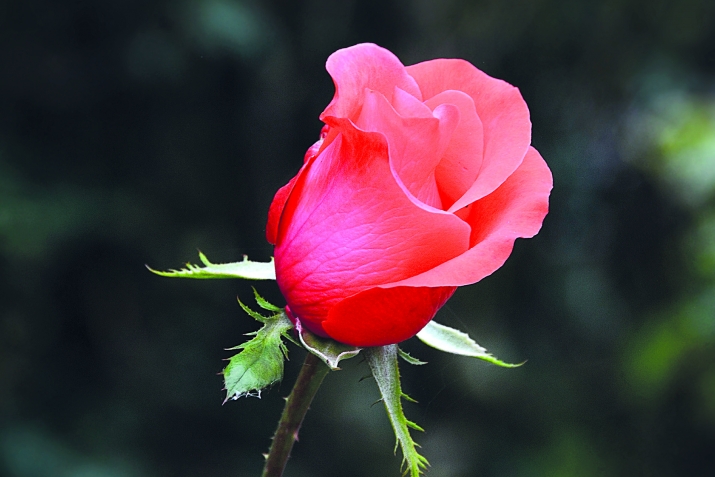 Гьикъизе нечараб, бицине намусаб