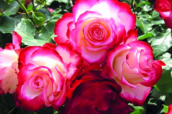 Щибаб къо эбелалъул