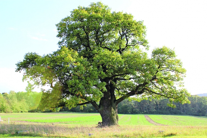 ЛъабгIаркьелаб  гъветI