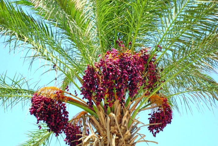 Барачатсса ахъулсса