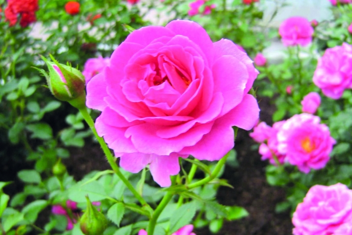 Гәбшә бинт Рәфи