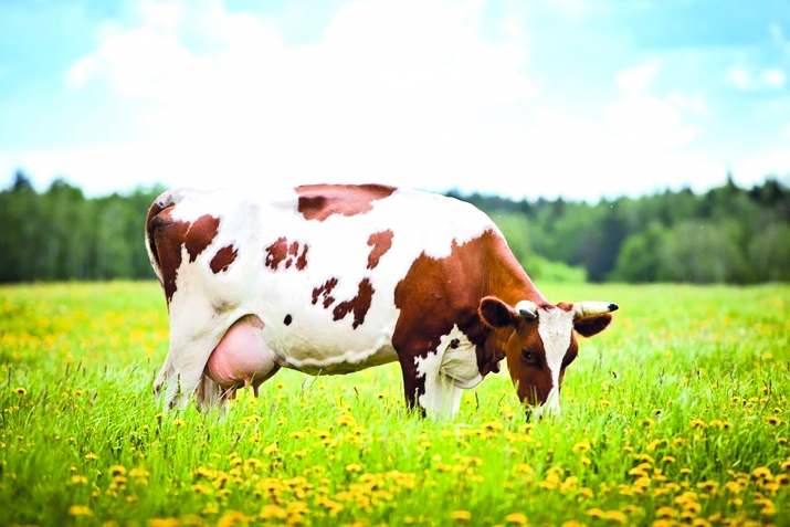 Чуьруькдин калер