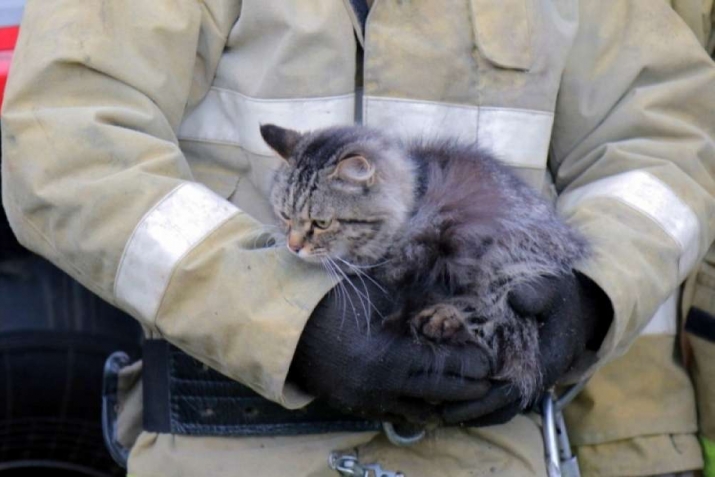 Story: The Drowning Cat