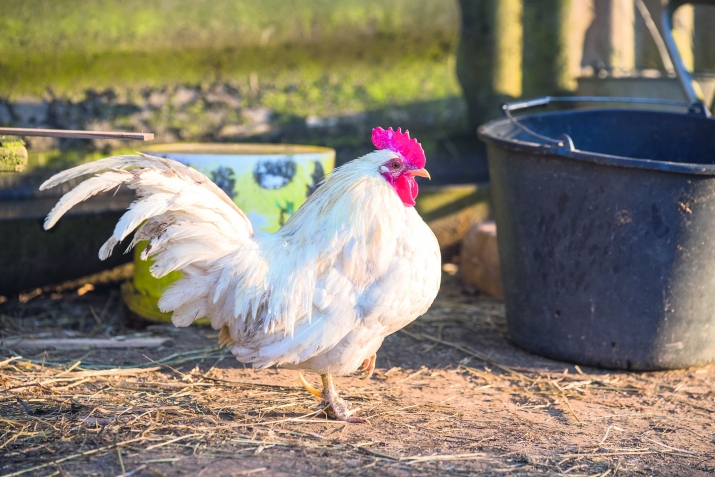 Суалазе жавабал кьуна имам ШафигIил мазгьабалда рекъон