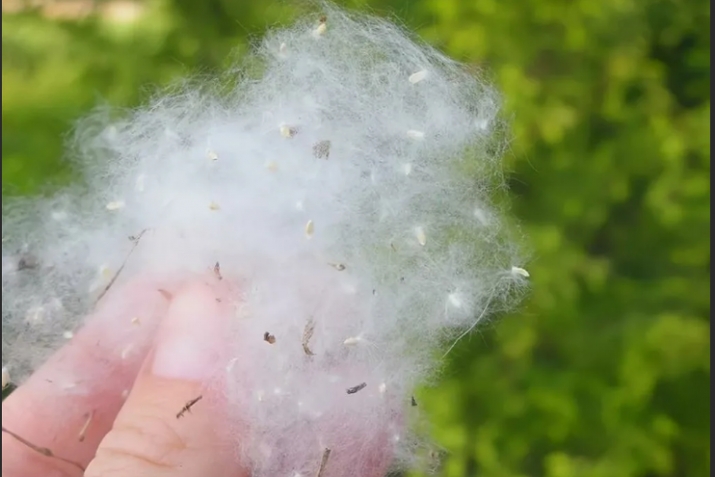 Лизи датт. Фу аьгъявуз дидкан?