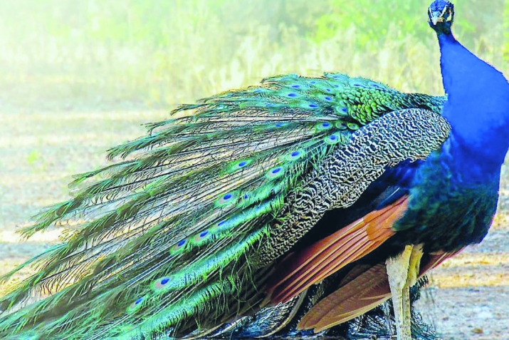 ТалихIлигIиб къяйцIли