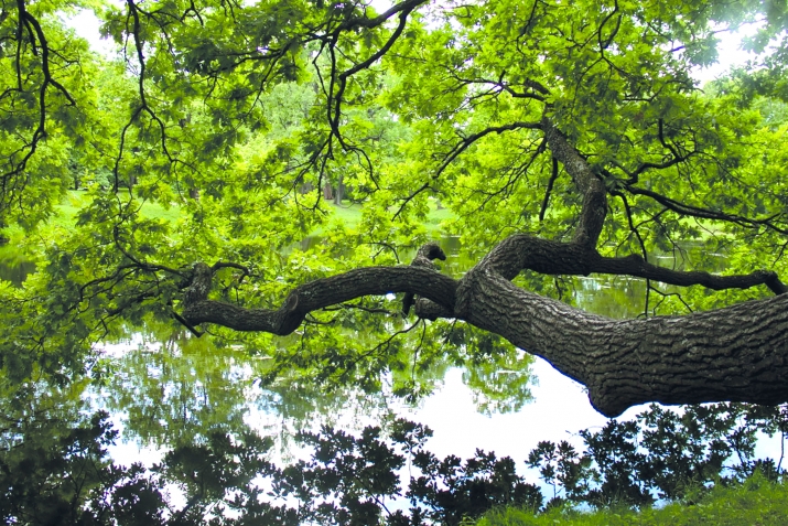 Гьекьедин ни