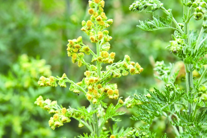 Хийирлу набататар