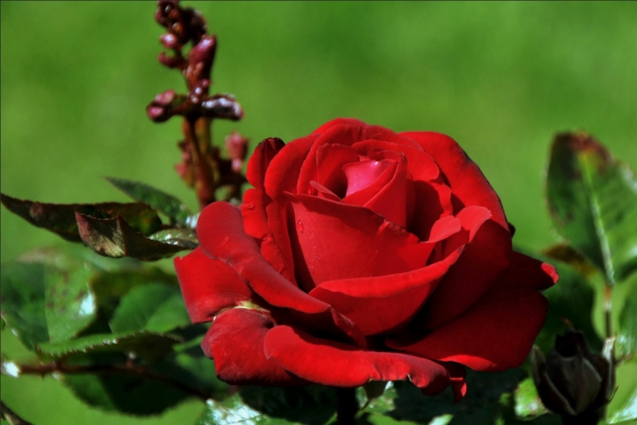 Аварагасул ﷺ малъа-хъваял