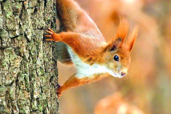 ХIайваназул хIикмалъи