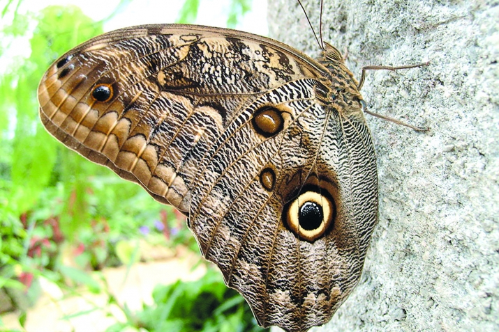 Ажайиб гьашаратар