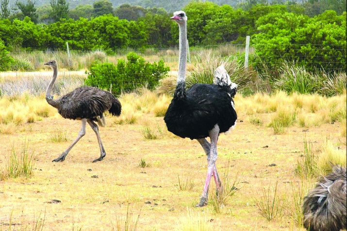 Итижлу делилар