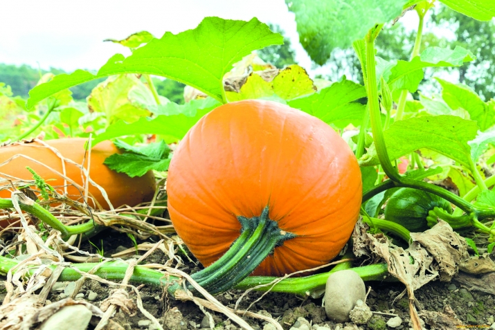 ТIебии дарманар