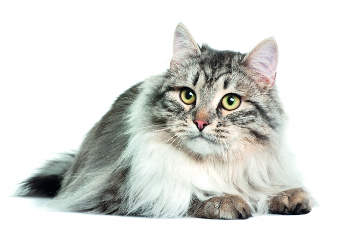 ХIайваназул хIикмалъи