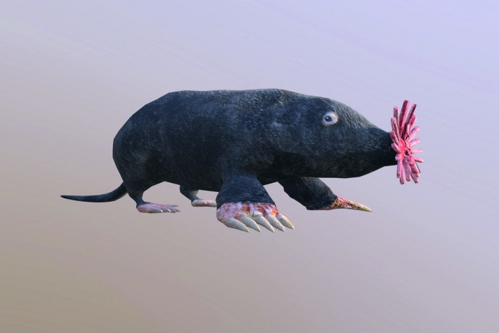 Ажайиб махлукьатар