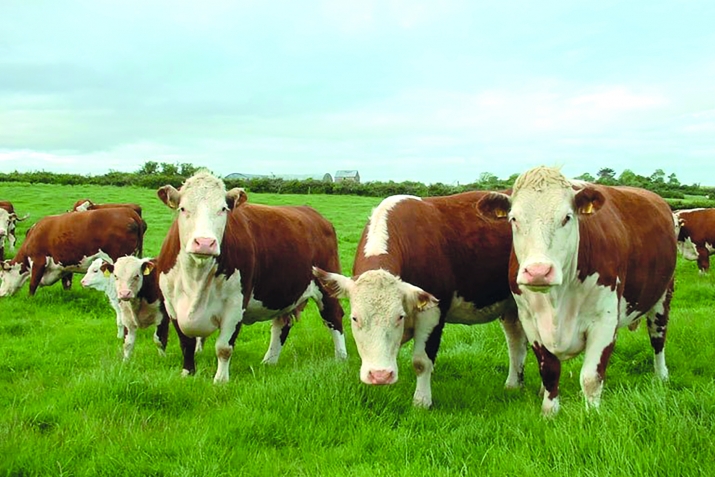 Hеyvаnlаrdаn zәkаt nеcә vеrilir