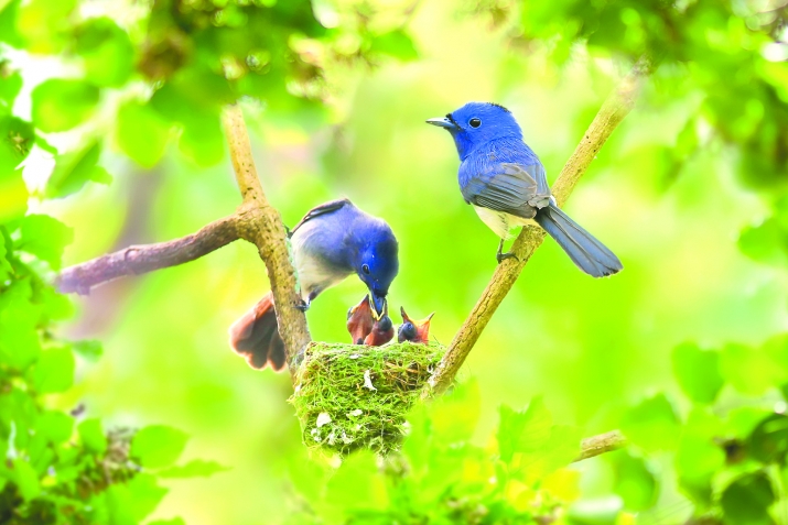 Гуьрчегвал – Аллагьдин ﷻ регьим я