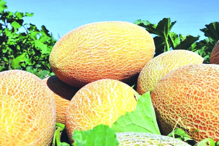 Харбуза – кафолати ҷавонӣ!