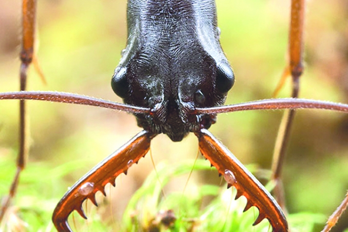 The miracle of ants described in the Holy Koran