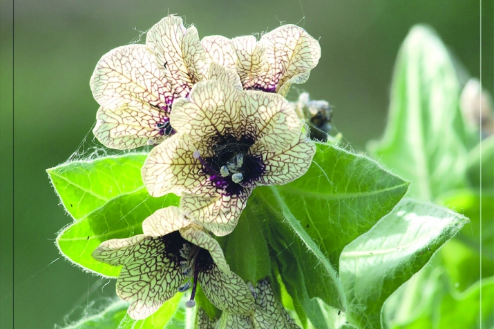 Экземаны дауалау