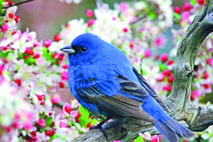 Ҳикояи гунҷишк ва сусмор