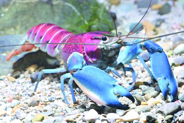 Ҳикояи моҳихор