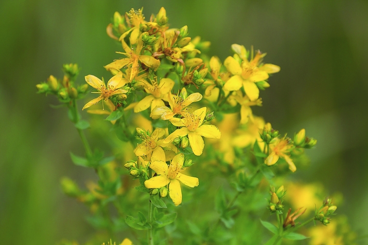 Чойкаҳаку раҳдавак – давои гурдадард