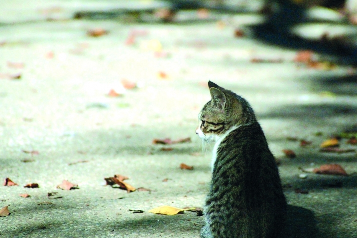 Инсандиз ва я гьайвандиз лянет гъун къадагъа тирдакай