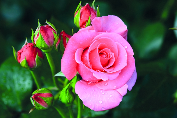 Менфятлу набататар