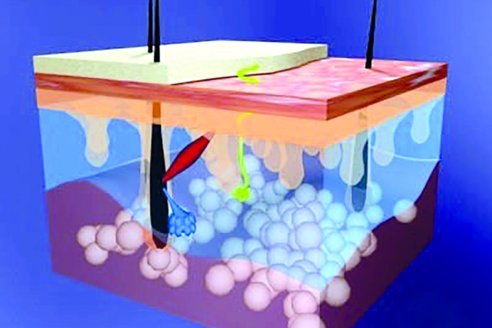 Parts of body in the Koran