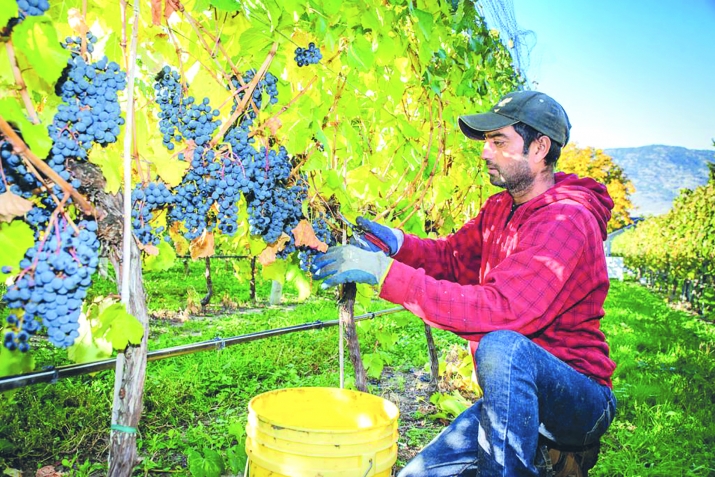 КъюмайтIутIуя закат хIисав бувайсса куц