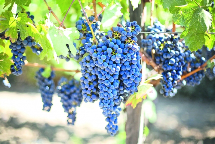 ТIутIул мюнпат